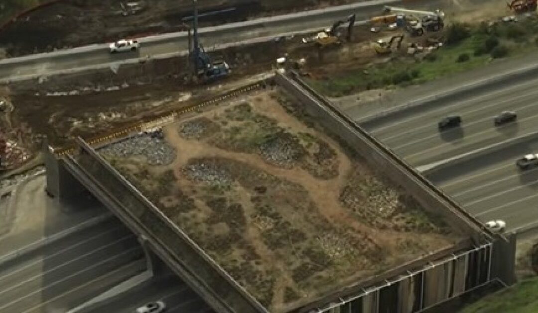 Insanity: Newsom’s California Blows OVER $100 MILLION on a ‘Butterfly and Cougar’ Bridge With No End in Sight – Project Director Blames Trump and the Weather