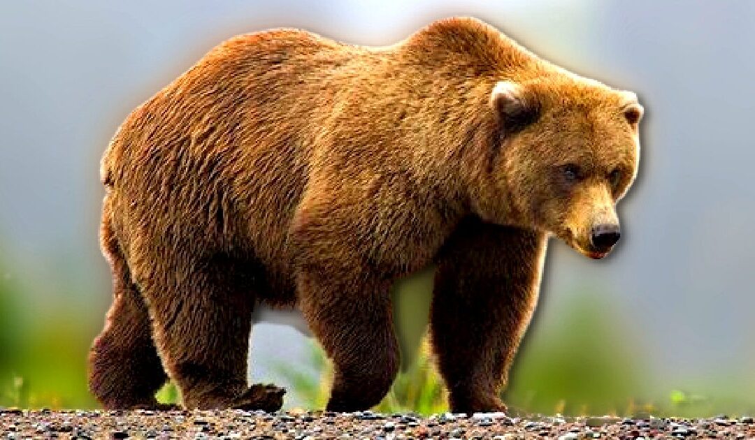 Brown Bear Attacks and Injures Two US Soldiers During Training in Alaska