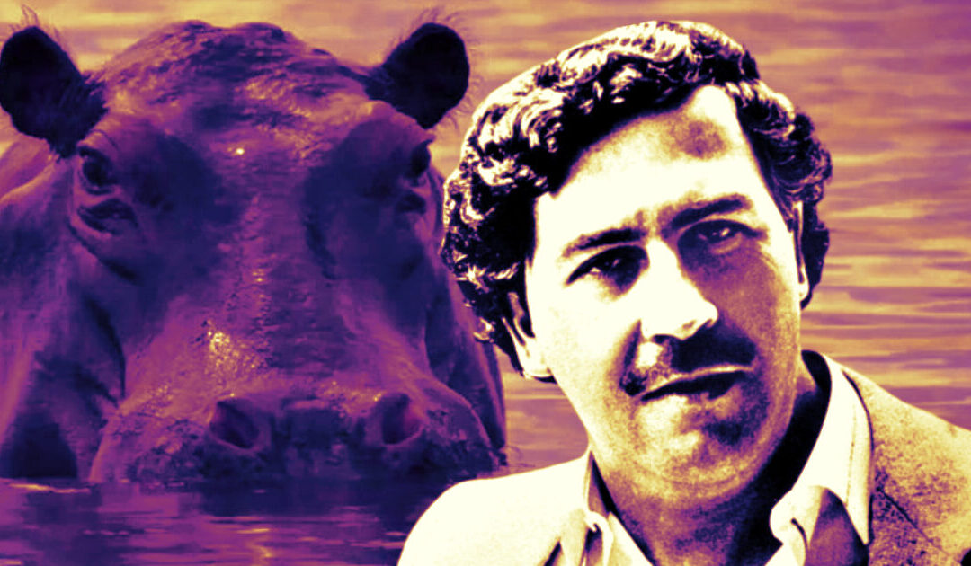 Colombian Officials Approve Culling of Dozens of Descendants From Pablo Escobar’s Cocaine Hippos Wreaking Havoc in the Country’s Rivers
