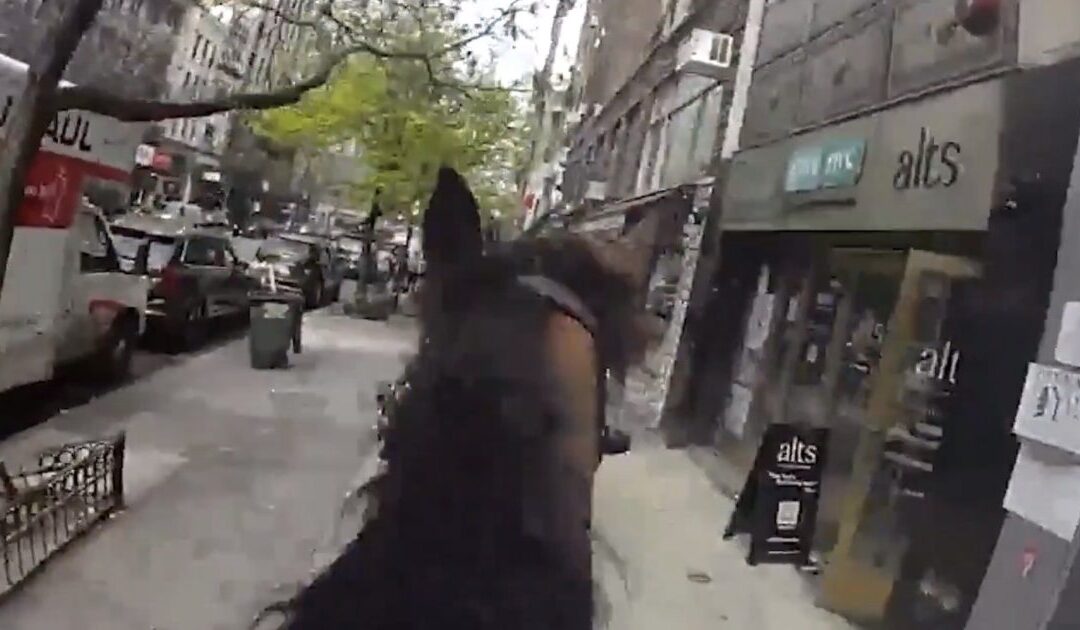 Insane Bodycam Footage Shows NYPD Police Horse Chasing Down Lowlife Purse Snatcher (VIDEO)
