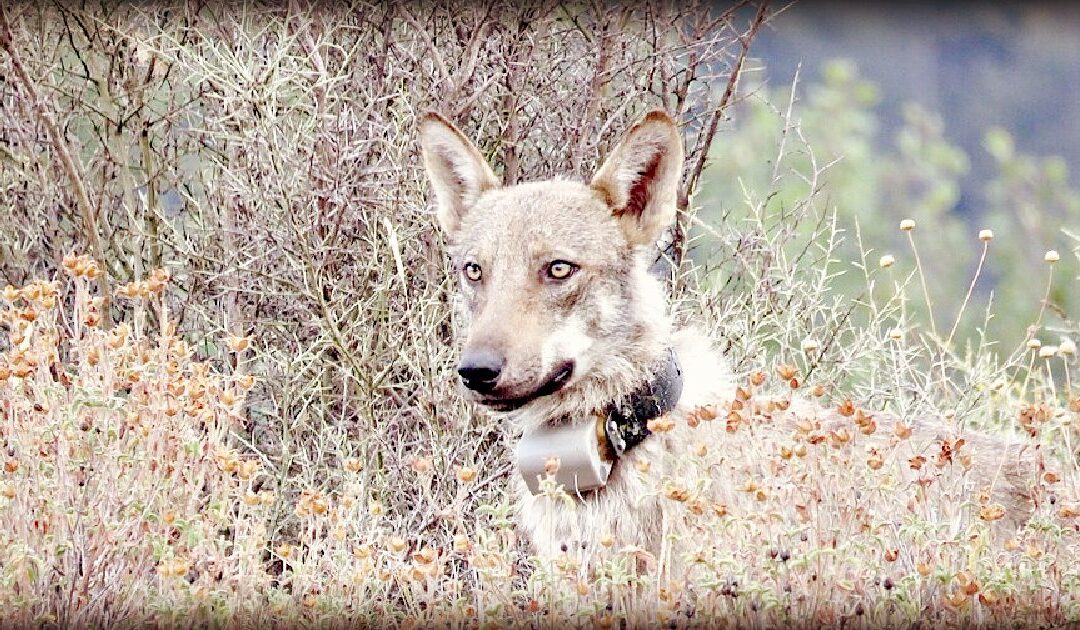 DEADLY FOREST: Italian Authorities Investigate Poisoning of Eighteen Wolves in National Park