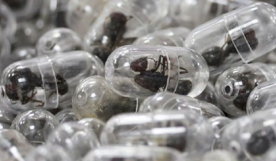 Chinese Man Sentenced to a Year in Prison for Smuggling Thousands of Live Ants From Kenya