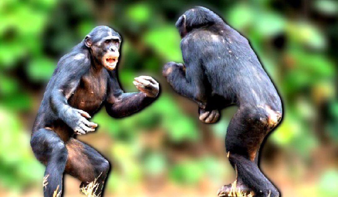 APE WAR: Two Chimpanzee Clans in Uganda Violently Turn on Each Other in the First Recorded Simian Conflict – And Scientists Have No Idea Why