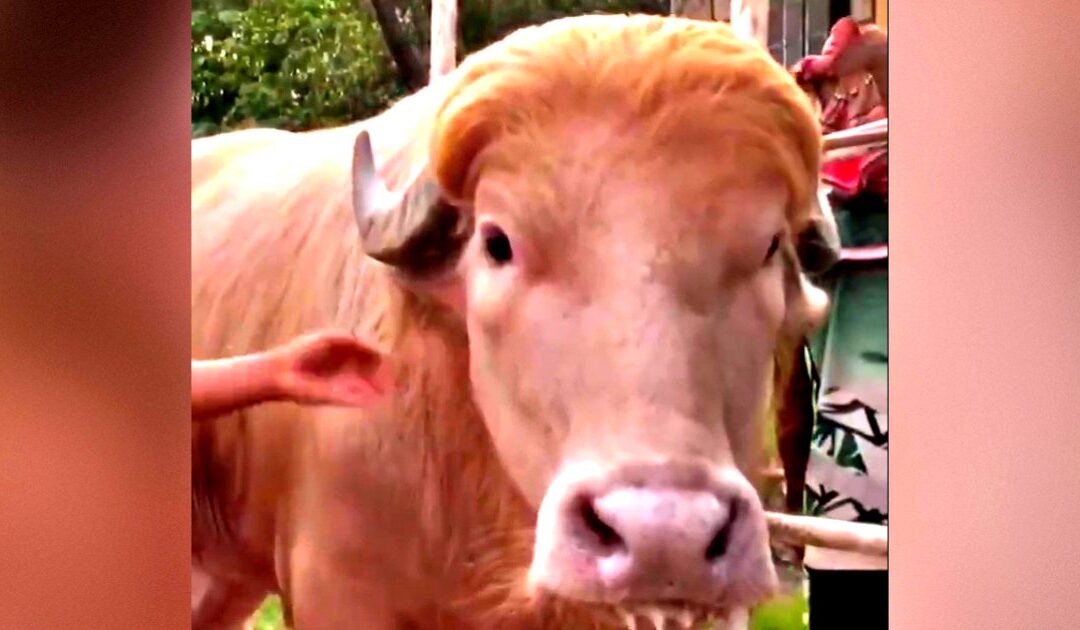 ALIVE: Viral Albino Bull Nicknamed Donald Trump Safe From Muslim Feast Sacrifice, Moved to a Zoo