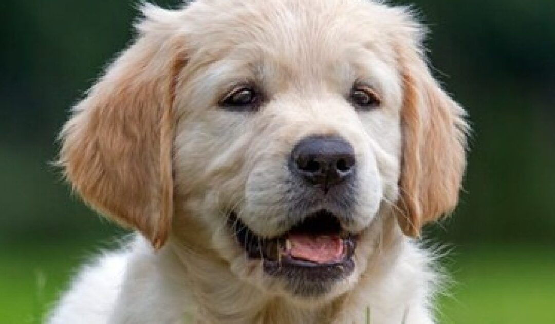 YOU CAN’T MAKE THIS UP: Dog Shoots Woman with a Shotgun During Gas Station Stop