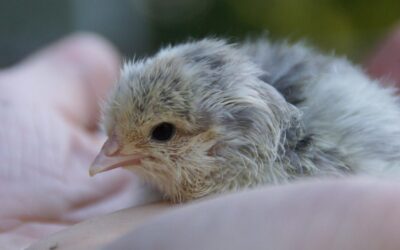 Re-Engineering Nature: Biotech Firm Plays God with Artificial Egg Breakthrough