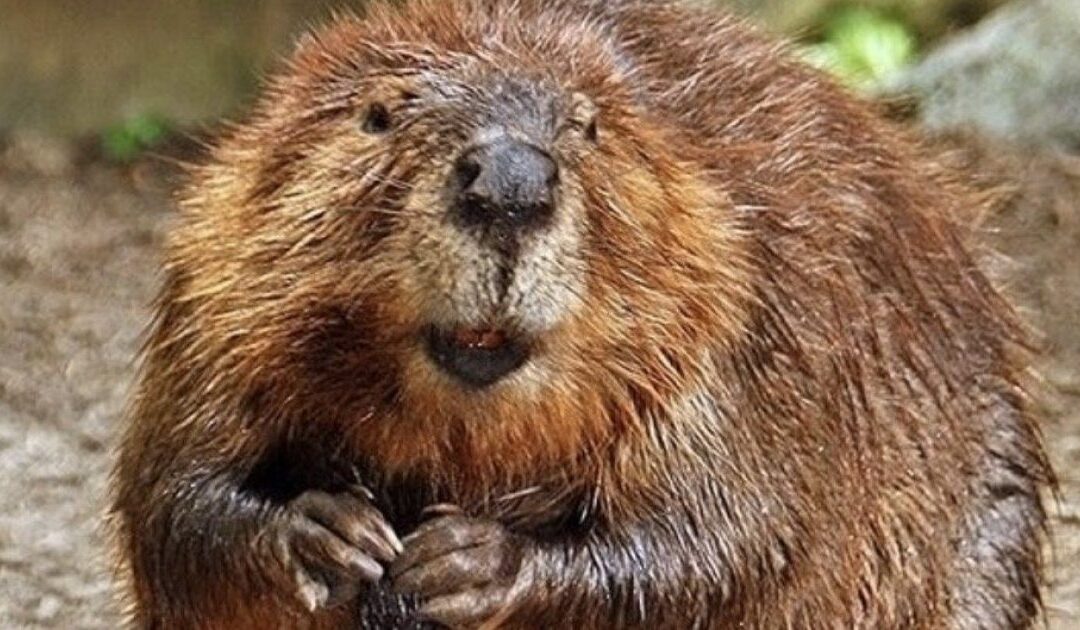 Video Catches 3 Family Members Forced to Fight Off Angry, Rabid Beaver That Charged Boy, 8, Sending Him to the Hospital