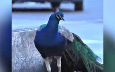 Small Italian Village Besieged by Peacocks Running Amuck, Attacking Cars, Eating Flowers and Shrieking at Night