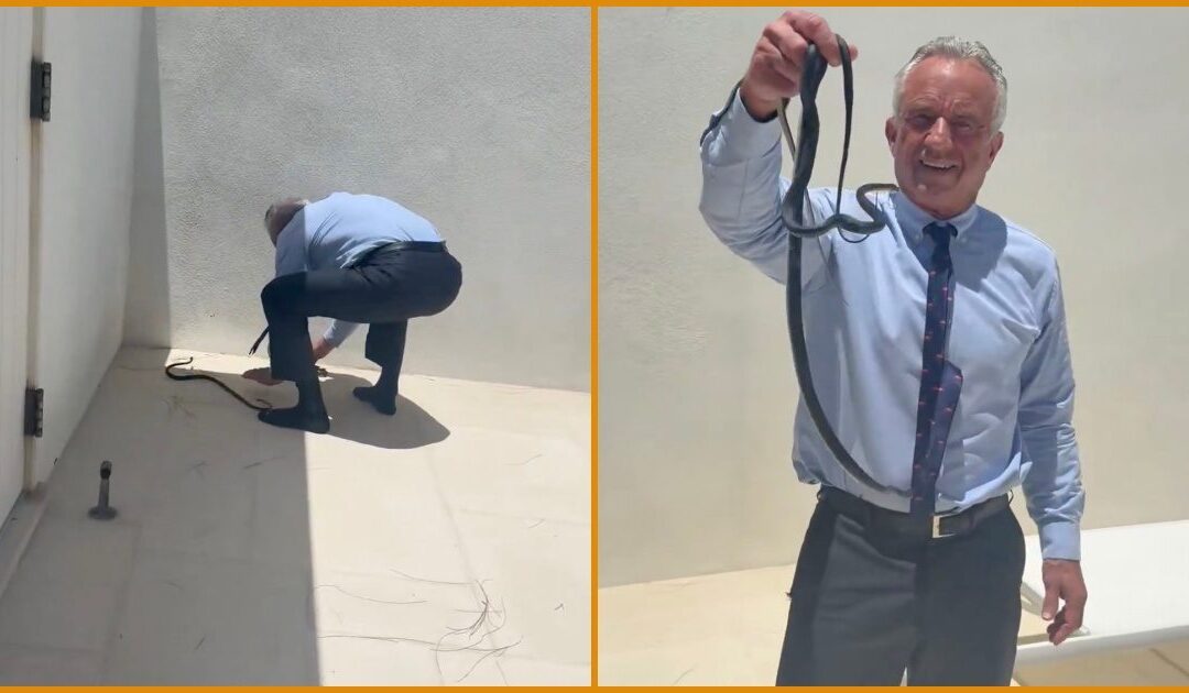 WATCH: Fearless RFK Jr. Goes Viral After Catching Wild Snakes Barehanded on Dr. Oz’s Patio