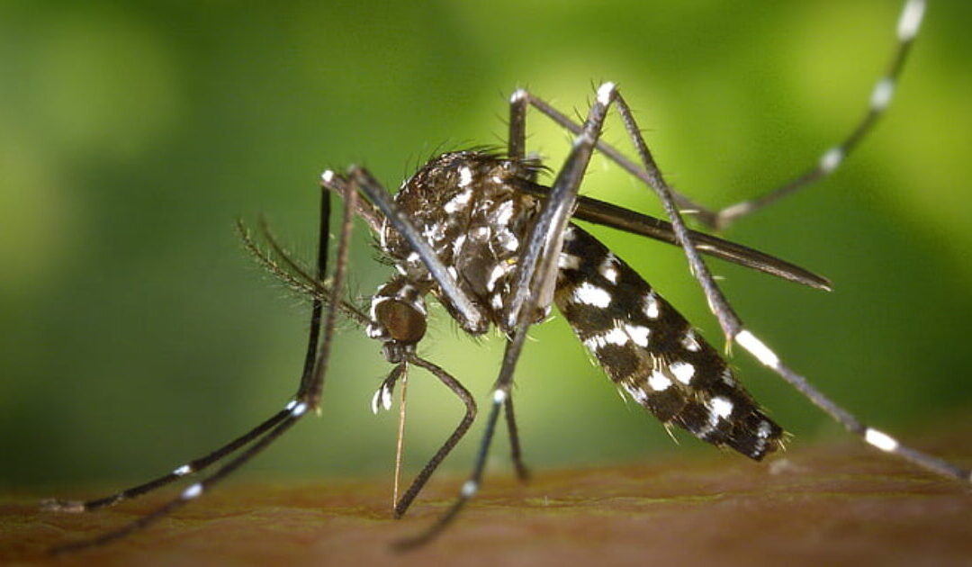 Google Reportedly Planning to Release TENS OF MILLIONS of Mosquitoes into Two States to “Stop” Spread of Several Dangerous Diseases