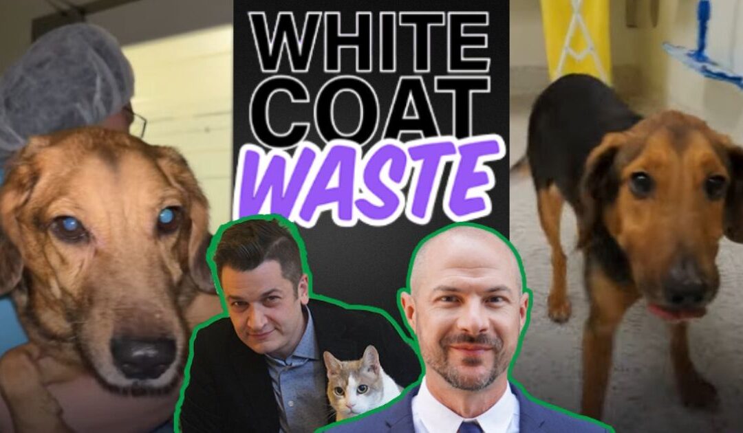 University of Washington Confirms that NIH-Funded Muscular Dystrophy Experiments on Dogs Have Ended After White Coat Waste Investigation
