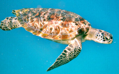 WHAT? China Demands Foreign Intelligence Services Stop Using ‘Spy Turtles’ To Scan Its Waters