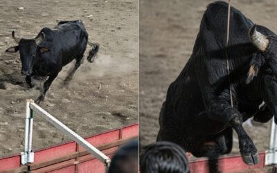 OLÉ! Insane Footage Shows Chaos Ensue After Enraged Bull Leaps Into the Stands During Colombian Bullfight Festival (VIDEOS)