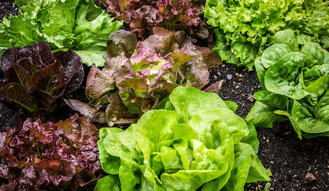 Authorities Identify Source of Nationwide Cyclospora Outbreak: Salad Distributer Used By Taco Bell