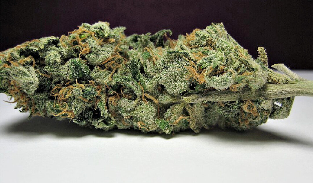 Trudeau Legalized Cannabis in Canada – and Now, Surplus Weed is Being Smuggled, Flooding the Port of Antwerp and ‘Turning Belgium Into a Narco State’