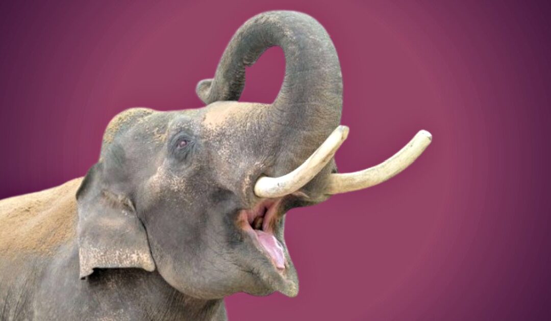 DEADLY MEMORY: Rogue Elephant Stalks Family for 14 Years To Kill 4 Members, Even After They Moved Miles Away To Escape His Fury