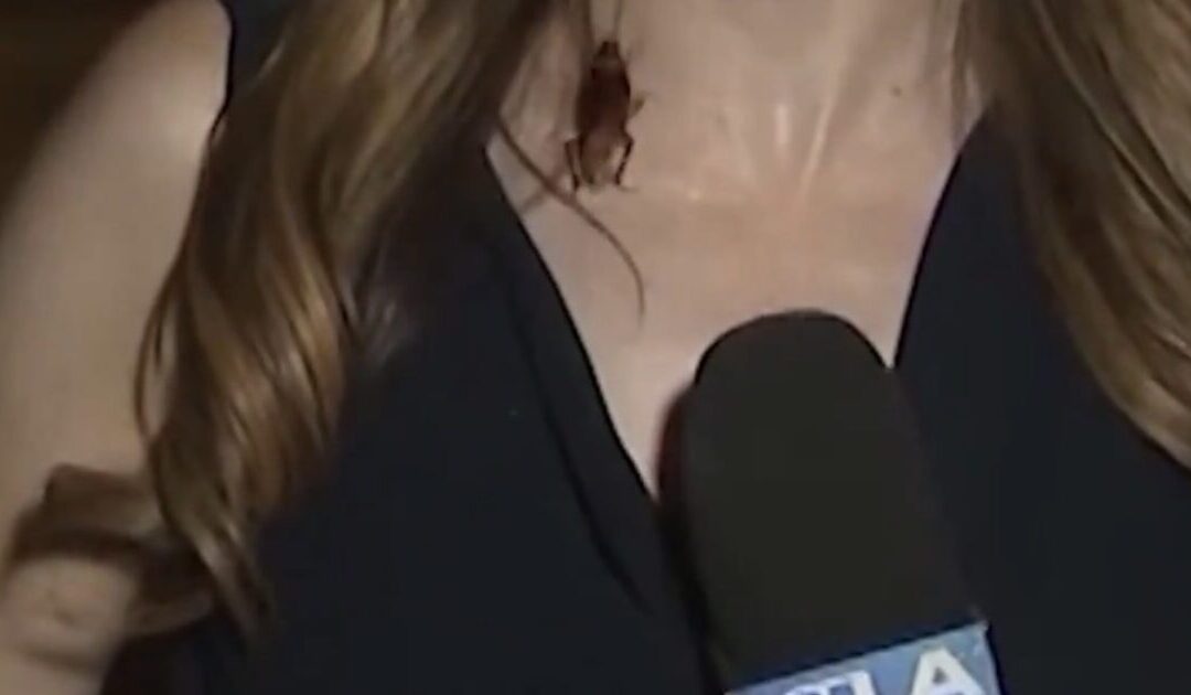 GOING VIRAL: Massive Flying Cockroach Crawls on KTLA Reporter During Live Shot in Filthy Los Angeles – Spencer Pratt Responds With Fire! (VIDEO)