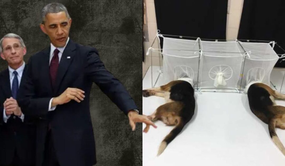 Diary Bombshell: Obama Personally Coached Fauci on Beaglegate, Deployed His Fixer, and Weaponized the Washington Post to Try and Crush White Coat Waste