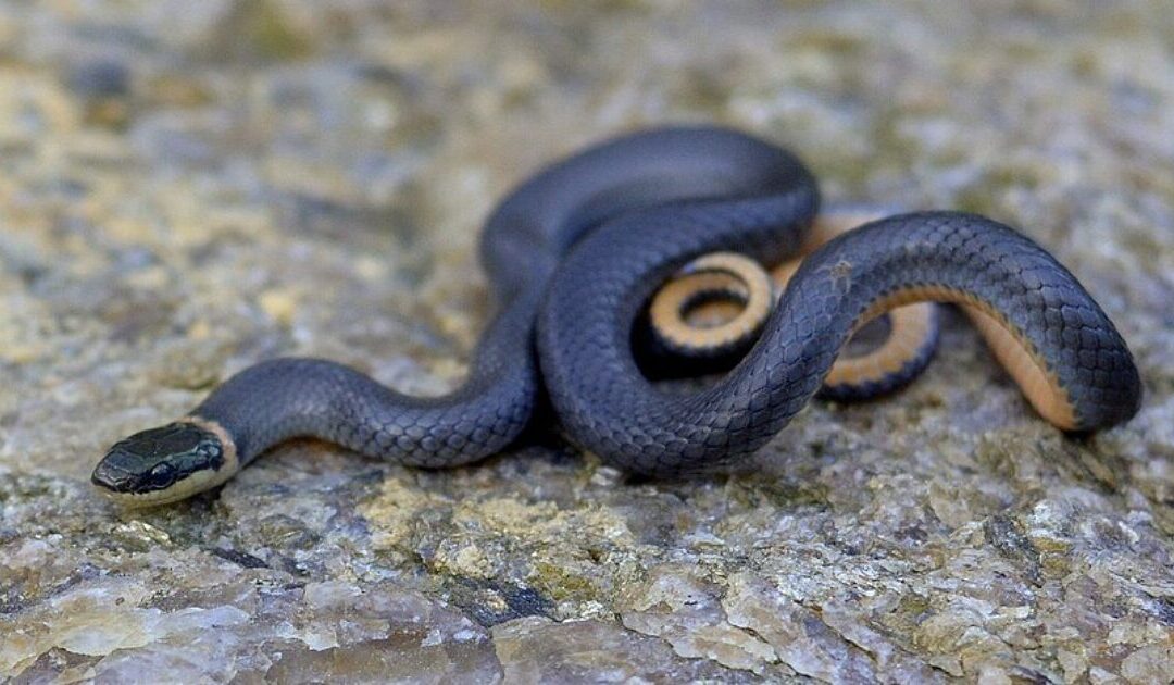 TROUBLE IN PARADISE: Pennsylvania Couple Purchases Their Dream Home, Move In – And Find It’s Infested by HUNDREDS of Snakes