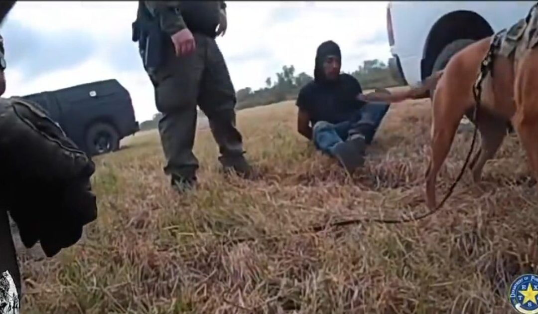 Texas DPS K-9 Locates Criminal Illegal Alien MS-13 Gang Member in Brush During 5 Mile Trek (VIDEO)