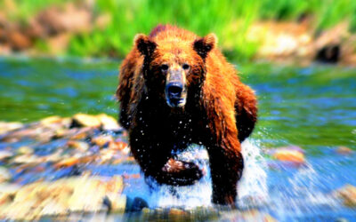 Romania Expands Bear Culls Trying To Keep Population Safe From Surging Attacks (VIDEOS)