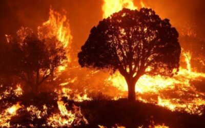 Media Bias: Wildfires Caused by Arson, Not Climate Change