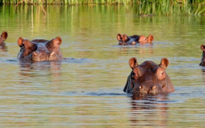 Insane Viral Videos Show Aggressive Hippos Overturning One Boat, Chasing Another in Africa