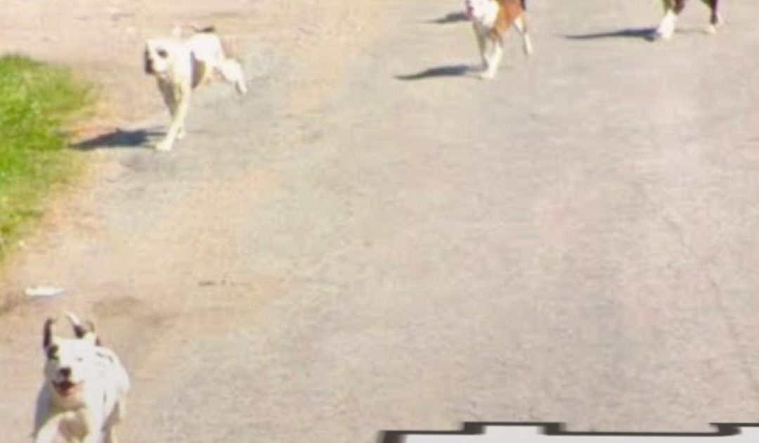 HORROR: Pack of Pitbulls That Terrorized Community For Years Fatally Mauls Elderly Illinois Man – Photo of Killer Dogs Caught on Google Street View Images!