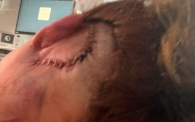 HORROR: Man Allegedly Beats DoorDash Driver and Mom of Three in Shocking Road Rage Incident, Leaving Her with Horrific Brain Injuries