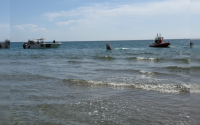 Dramatic Emergency Ocean Landing by Skilled Young Pilot Stuns Florida Beachgoers