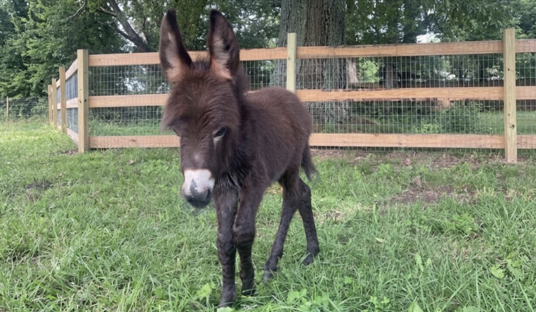 Georgia Cop Placed on Leave After Family’s Baby Donkey ‘Heehaw’ is Shot and Killed During Search, Owner Says Officers Entered Pasture Without Permission