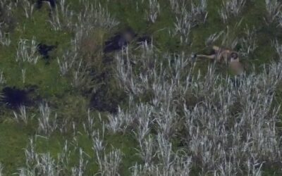 WATCH: Police Bodycamera and Drone Footage Shows Arrest of Florida Man Who Drops Kids in Gator Infested Swamp During DUI Arrest