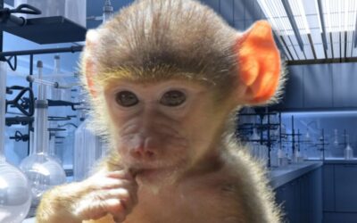 FDA Using Taxpayer Dollars to Buy Young Baboons for Infection Experiments in Maryland