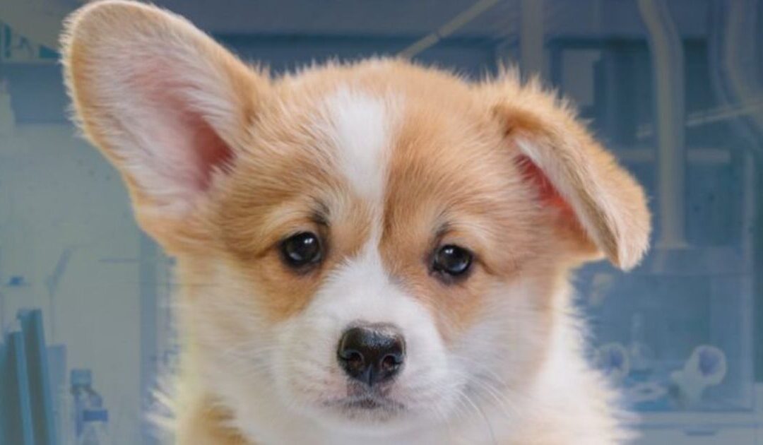 Rep. Nancy Mace Moves to Ban Lab Puppy Mills After White Coat Waste Tracks 1,500 Dogs Sent into Taxpayer-Funded Experiments