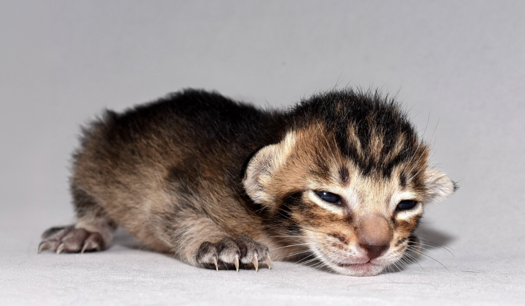 Kittens Need Homes But Adoption Center Cares More About Politics Than Saving Them-Bans ‘MAGA’ Adopters