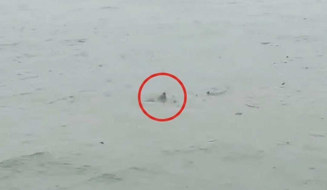 Possible Shark Spotted in Flooded New Jersey Streets as Nor’easter Batters State (VIDEO)