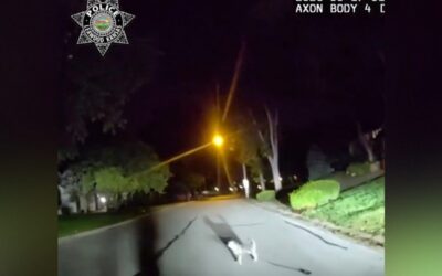 GOOD BOY! Kansas Dog Flags Down Leawood Cop in the Street and Leads Him Straight to Owner Lying on the Garage Floor for More Than THREE HOURS