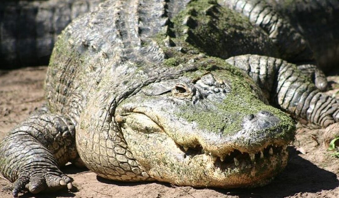 Alligator Attack in Florida Leaves One Person Dead – Witnesses Tell News Crew What They Witnessed (VIDEO)