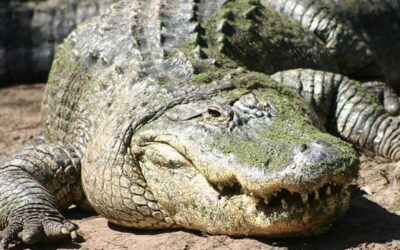 Alligator Attack in Florida Leaves One Person Dead – Witnesses Tell News Crew What They Witnessed (VIDEO)