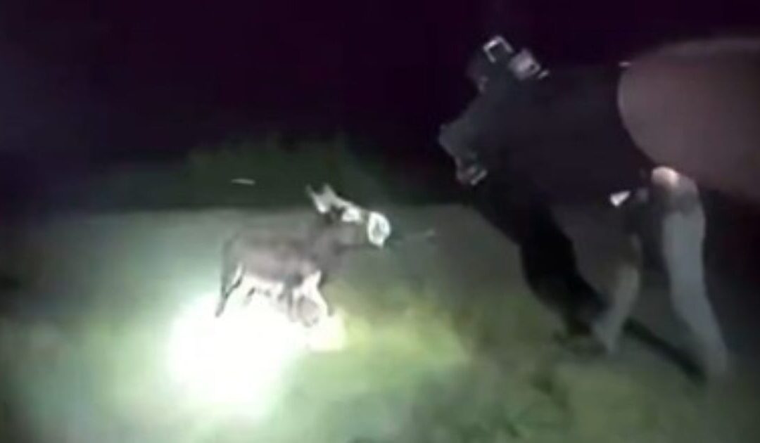 Bodycam Footage of Georgia Cop Who Gunned Down Adorable Baby Donkey is Released – Blows Up His Stated ‘Reason’ for Killing the Animal (VIDEO)