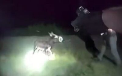 Bodycam Footage of Georgia Cop Who Gunned Down Adorable Baby Donkey is Released – Blows Up His Stated ‘Reason’ for Killing the Animal (VIDEO)