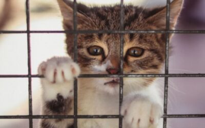 Taxpayer-Funded Cat Pipeline Exposes Animal Dealer That Supplied Animals for COVID and Virus Experiments at Cornell and Colorado State