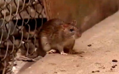 OH RATS! Terminix Releases List of America’s Most Rat-Infested Cities