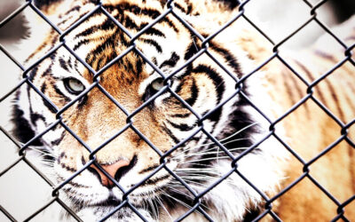 HORROR: Man Mauled to Death by Tiger After Jumping Into Enclosure at UK Zoo